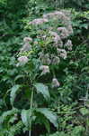 Joe Pye weed